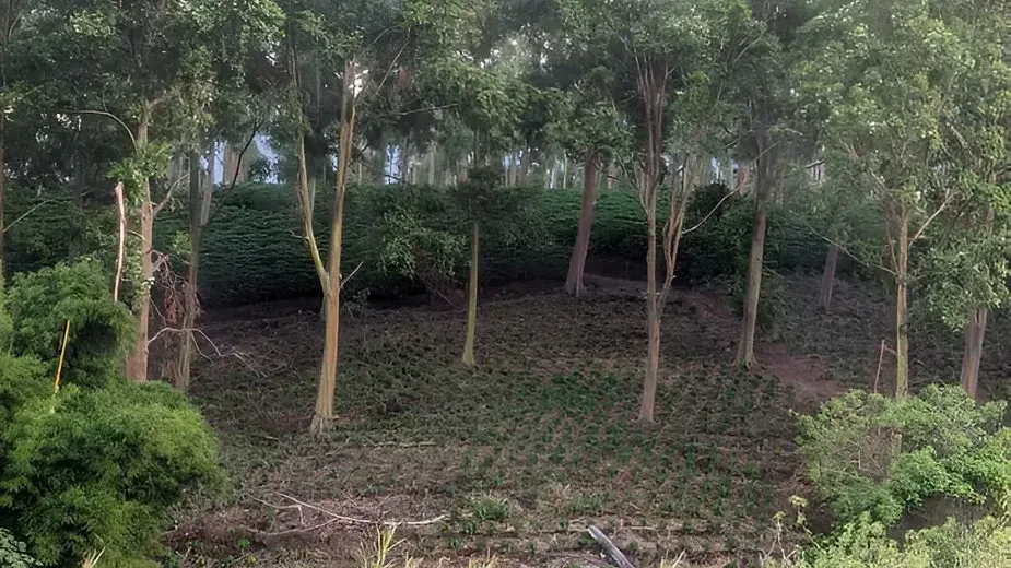 Agroforestry.webp