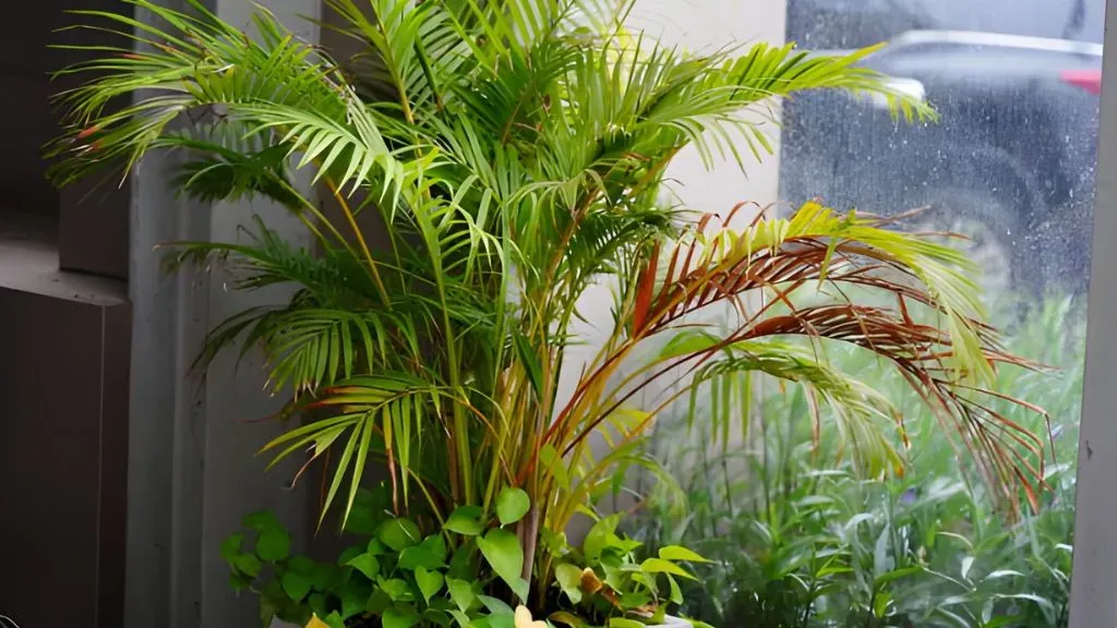 Areca Palm (Dypsis lutescens).webp