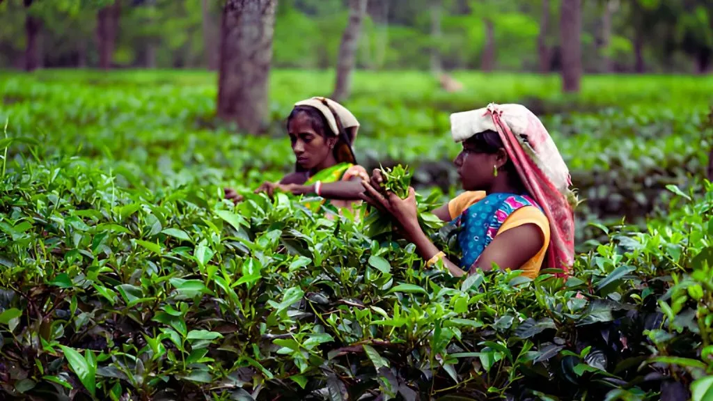 Assam Tea Plantation Workers.webp