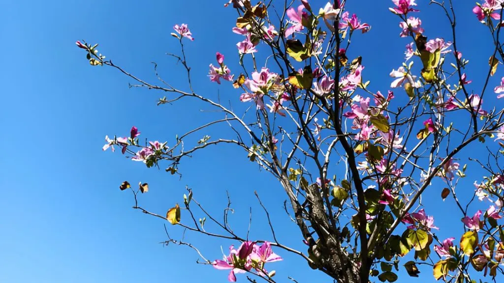 Bauhinia Tree Flower(Kachnar)