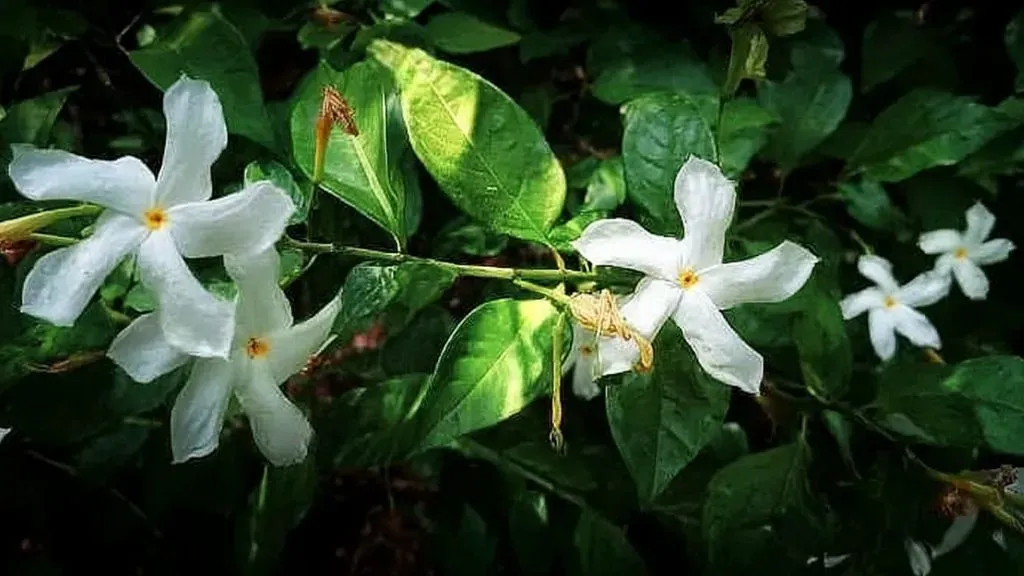 Cestrum Nocturnum Plant.webp