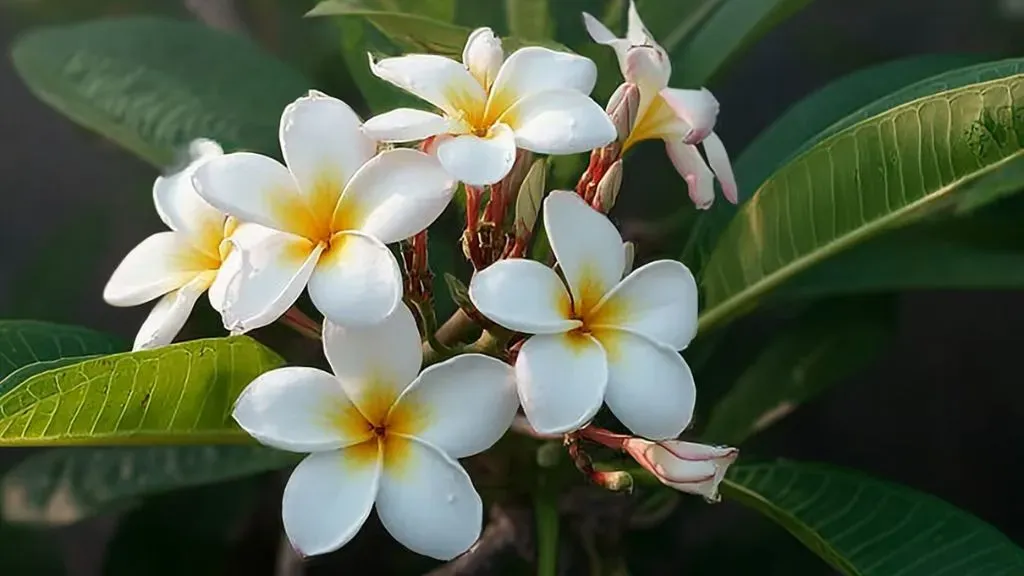 Champa (Plumeria)