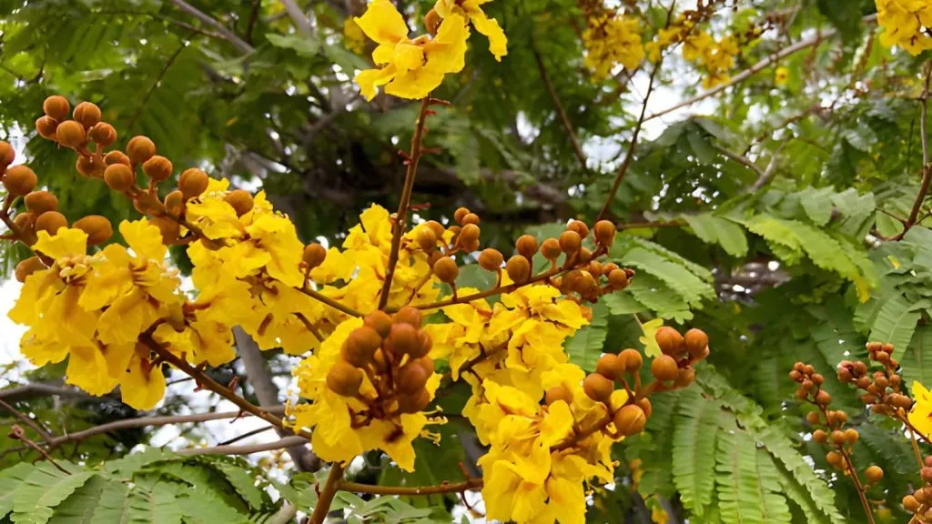 Copper Pod Tree (Peltophorum pterocarpum)