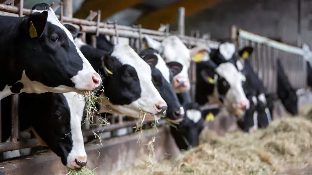 Dairy Farming in India with HF Cattle