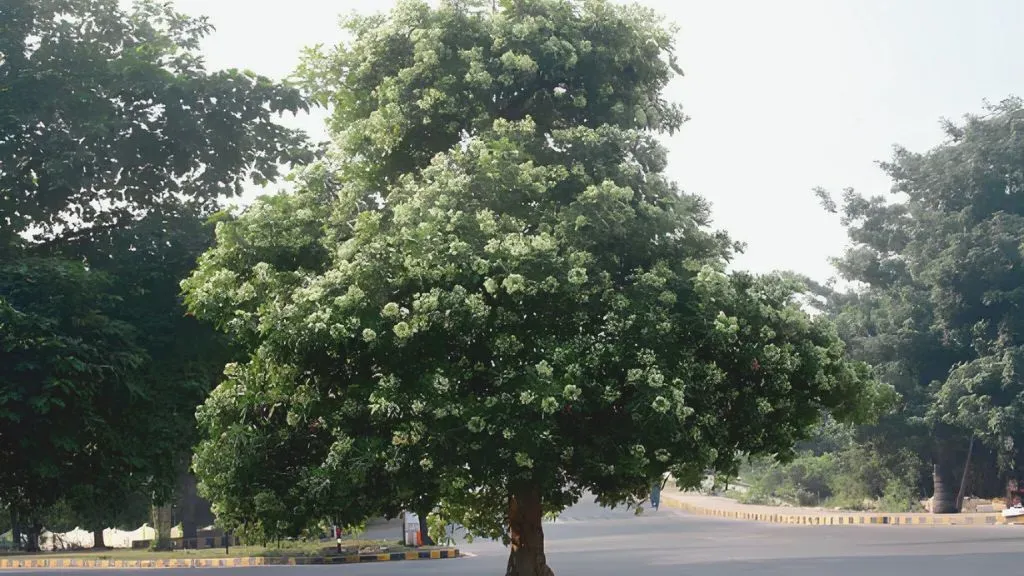 Devil's Tree (Alstonia scholaris).webp