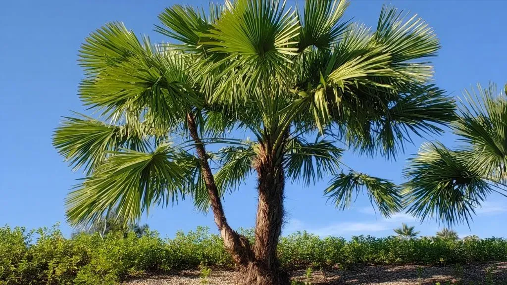 European Fan Palm (Chamaerops humilis).webp