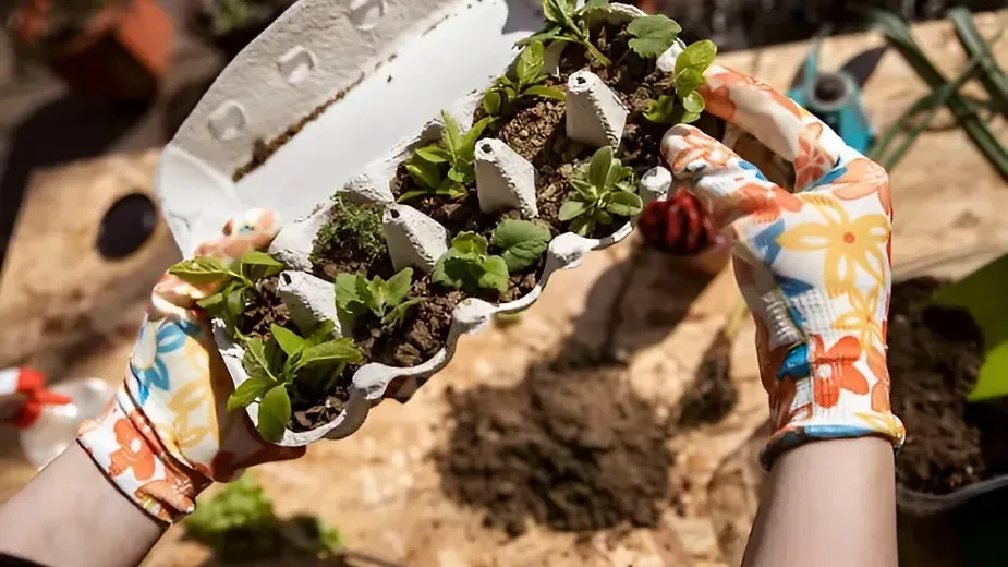 Fertilising and Maintaining Soil Health Naturally.webp