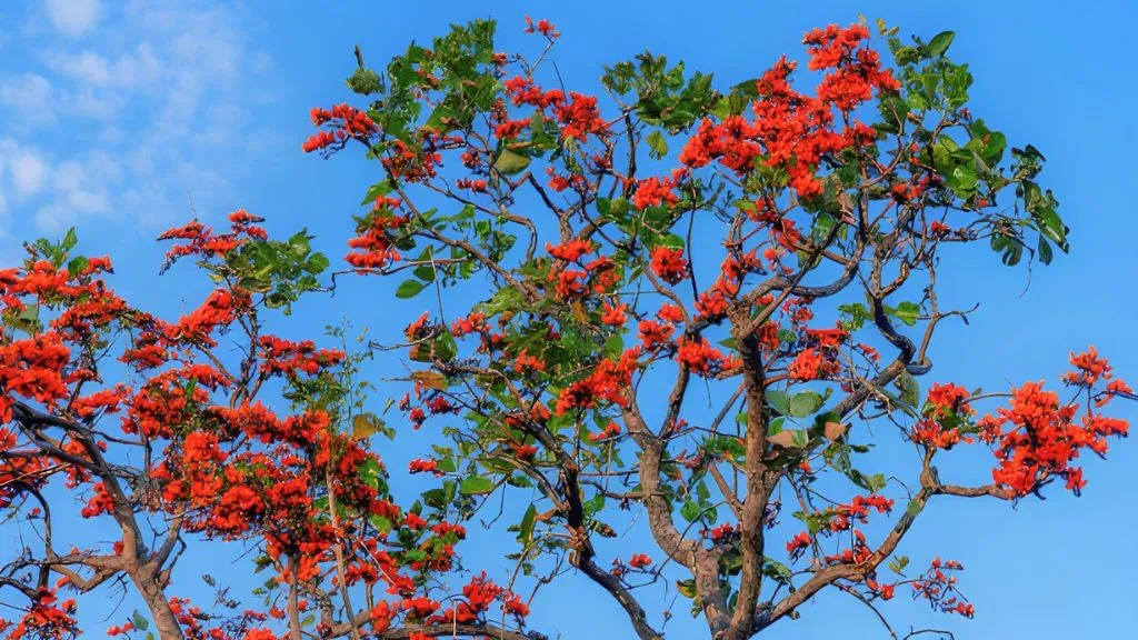 Flame of the Forest (Butea monosperma.webp