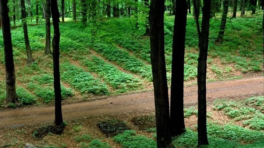 Forest Farming.jpeg
