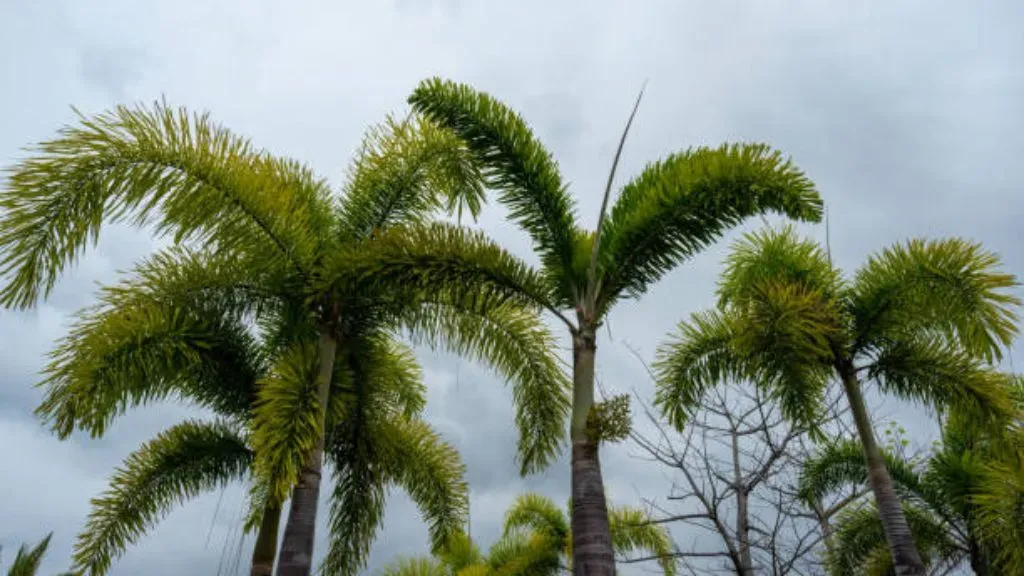 Foxtail Palm (Wodyetia bifurcata)