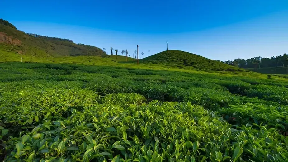 Grass and Cover Crops.webp