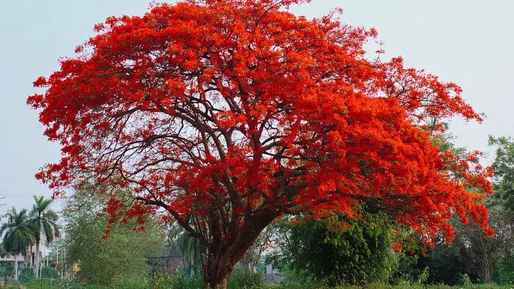 Gulmohar Tree.webp