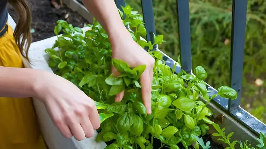 How to Grow Vegetables Without Chemicals: Easy Organic Tips