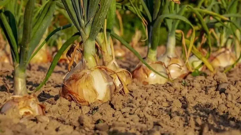 How is Clayey Soil Useful for Crops.webp