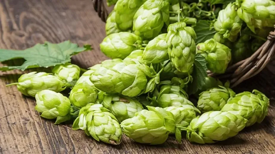 How to Start Hop Shoots Farming in India.webp