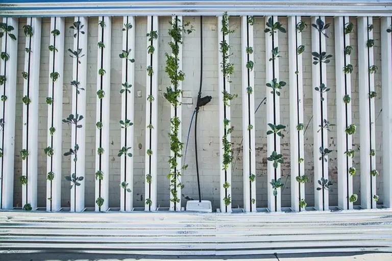Hydroponics.webp