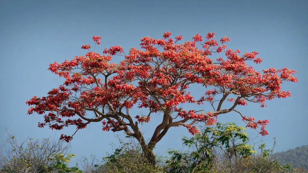 Indian Coral Tree (Erythrina variegata).webp