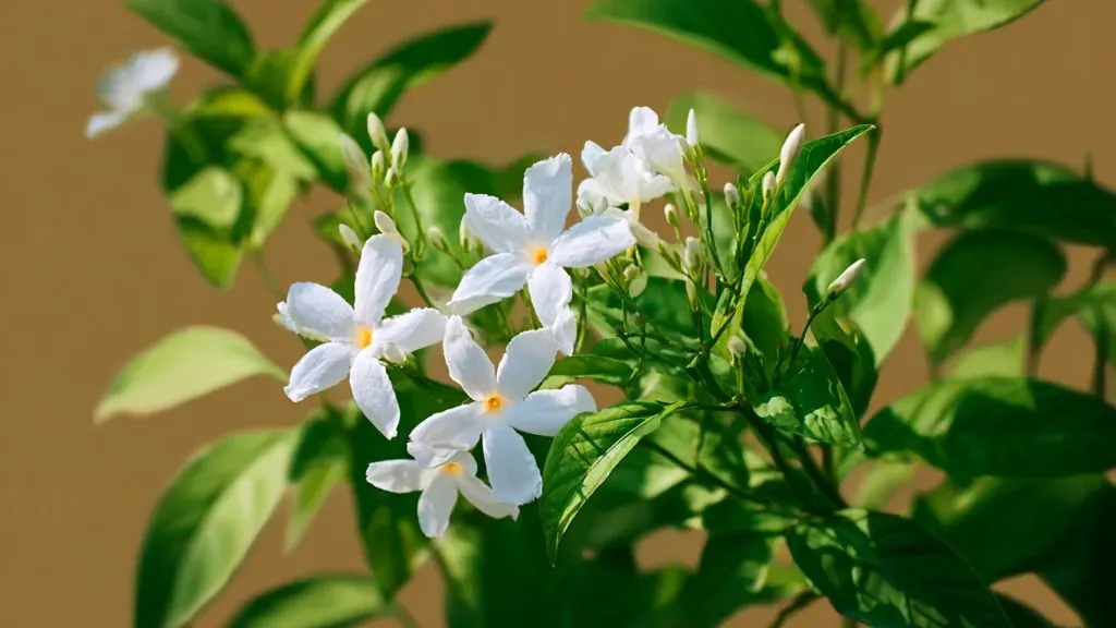 Indian Crepe Jasmine