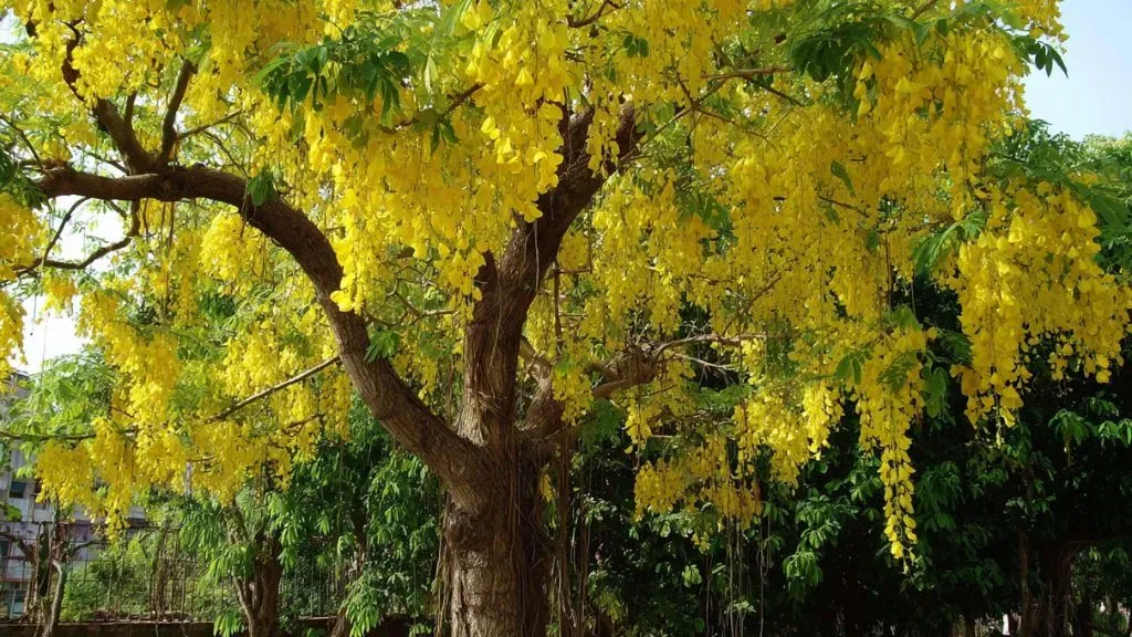 Indian Laburnum Tree.webp