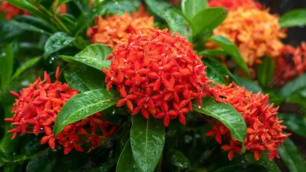 Ixora Shrub Plant.webp