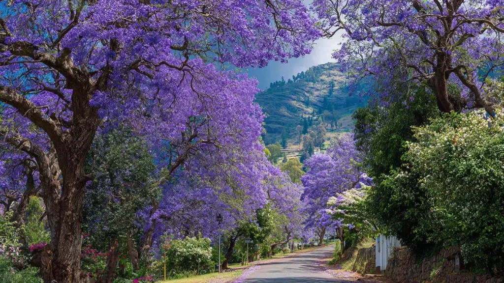 Jacaranda Tree.webp