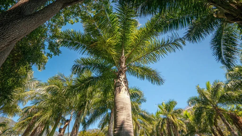 King Palm (Archontophoenix cunninghamiana).webp
