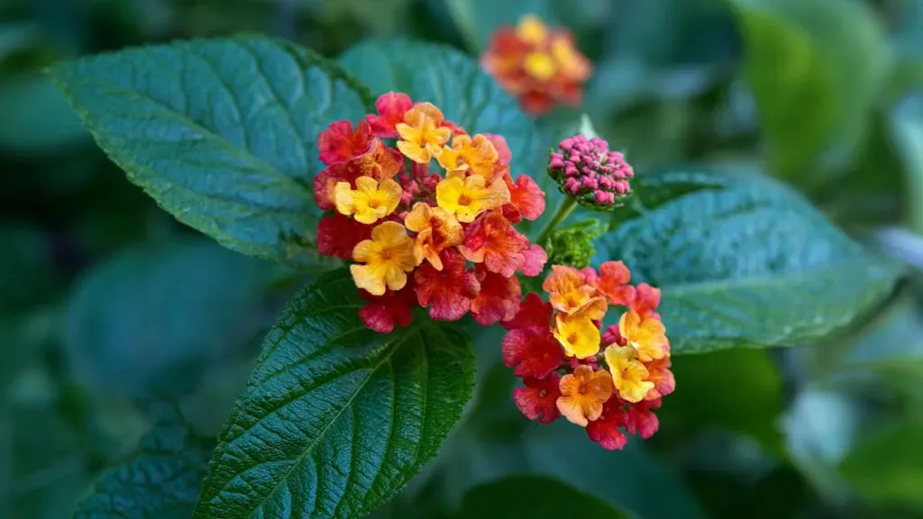 Lantana Plant.webp