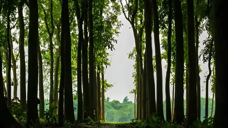 Mahogany Tree Farming (2).webp