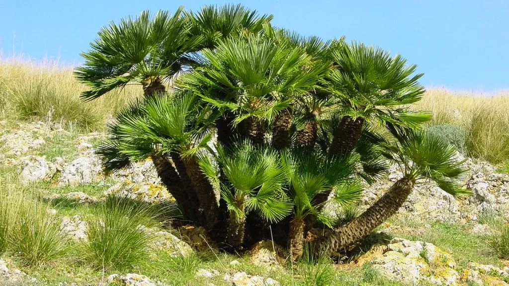 Mediterranean Dwarf Palm (Chamaerops humilis).webp