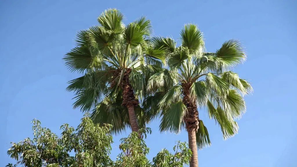 Mexican Fan Palm (Washingtonia robusta).webp