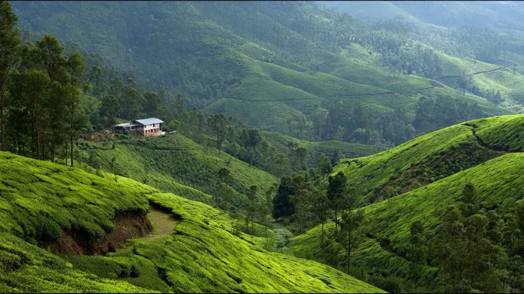 Munnar Hill Stations Kerala .webp