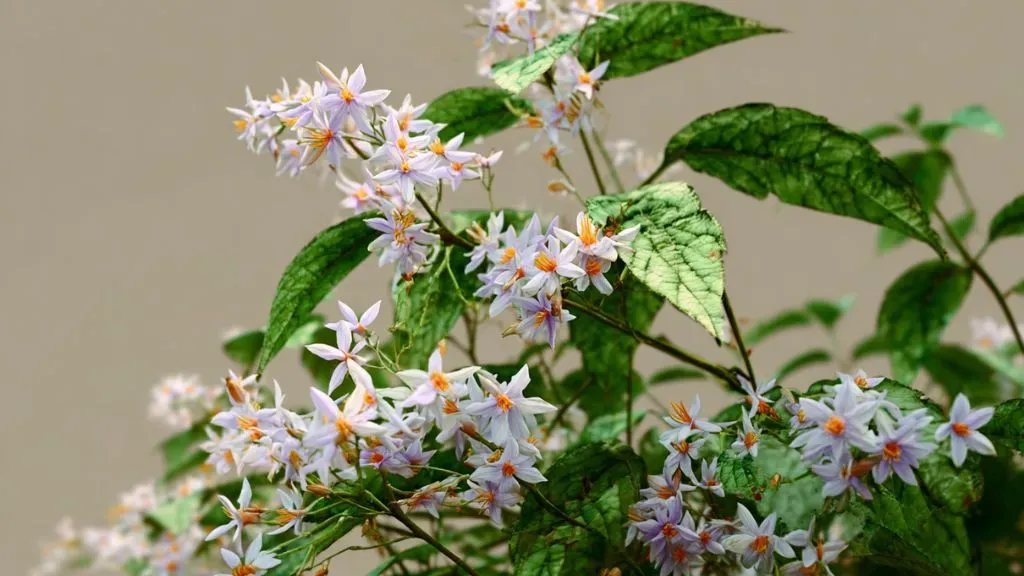 Parijat (Night-flowering Jasmine).webp