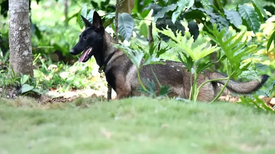 Pet Friendly Ecosystem in Swasya Living (2).webp