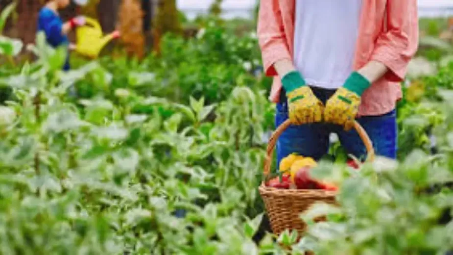 Postharvest Physiology - Types of Horticulture Crops.webp