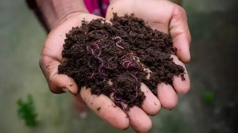 Preparing the Soil Naturally.webp