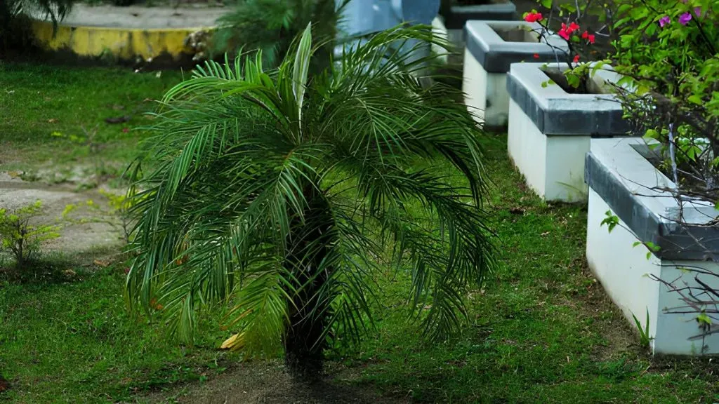 Pygmy Date Palm (Phoenix roebelenii).webp