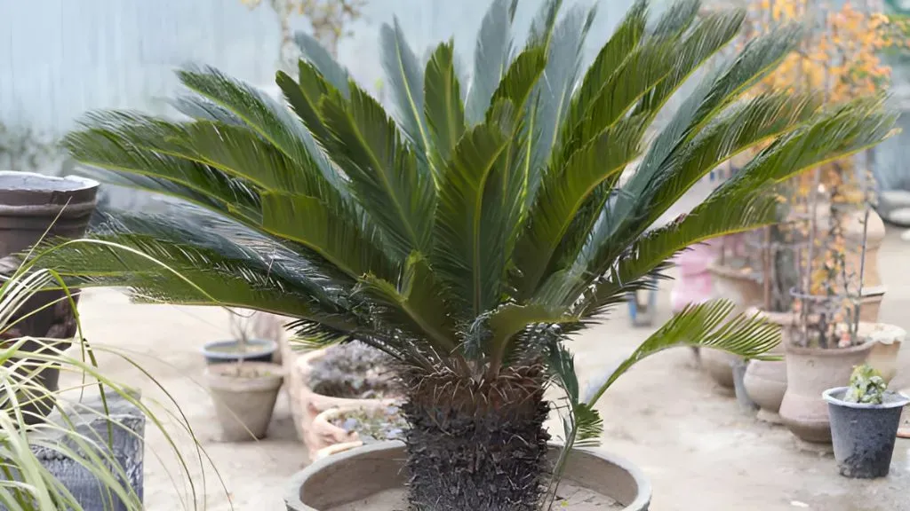 Sago Palm (Cycas revoluta)