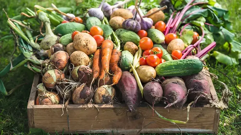 Selecting the Best Organic Vegetable Varieties.webp