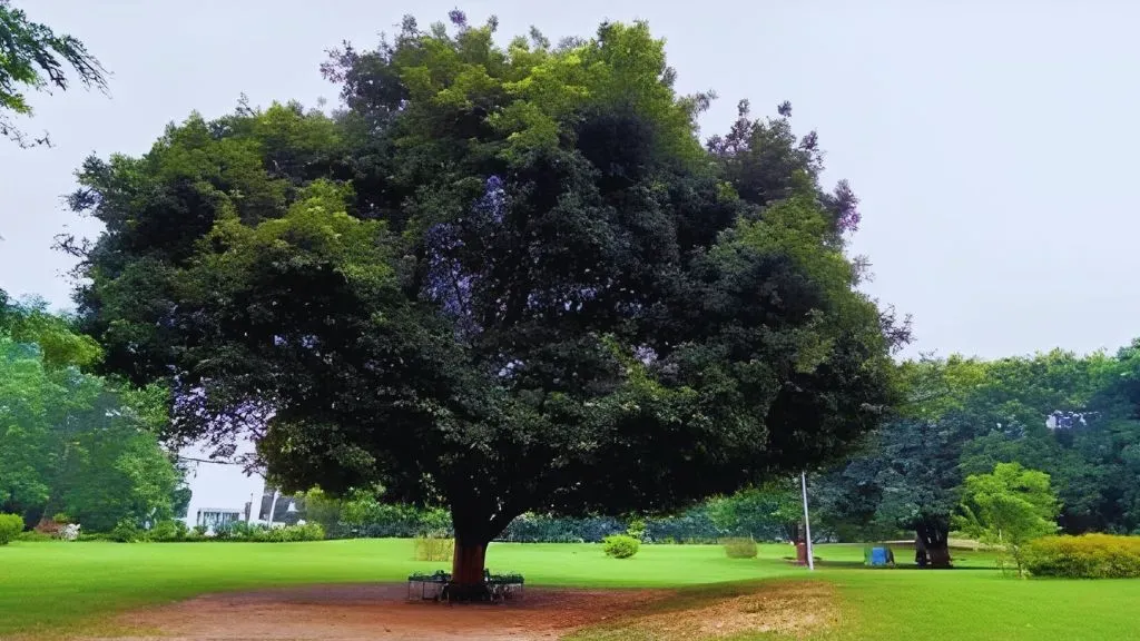 Sita Ashok Tree.webp
