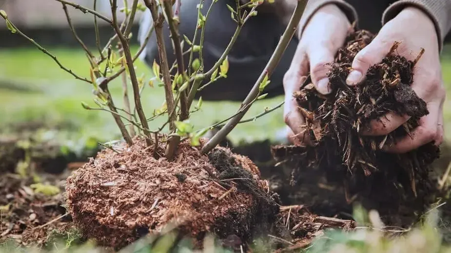 Techniques Used in Mulching.webp