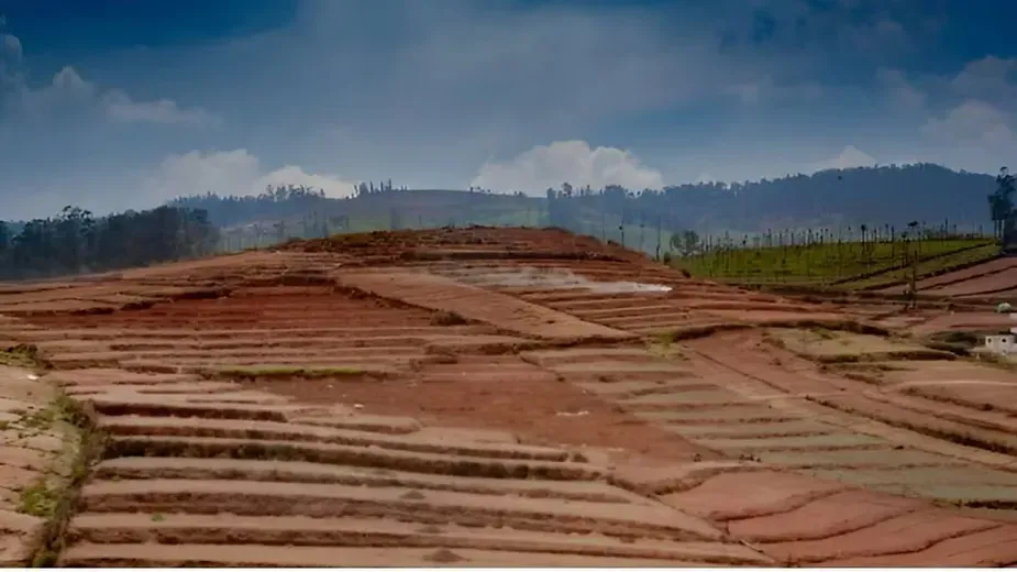 Terracing.webp