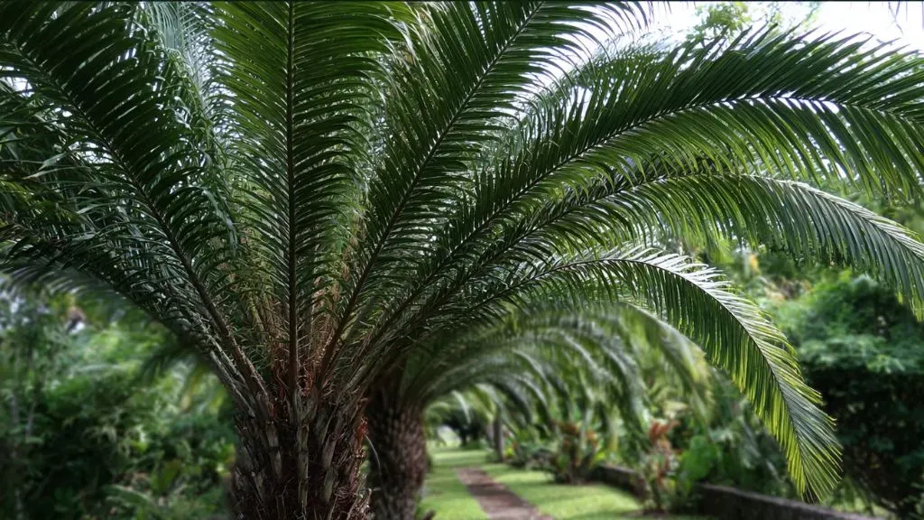 Triangle Palm (Dypsis decaryi).webp