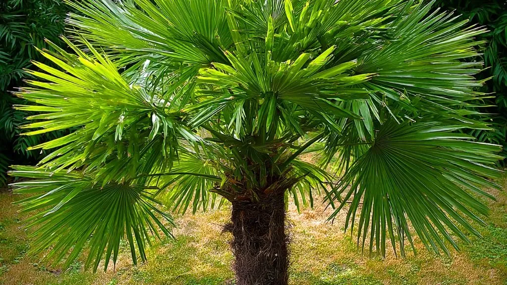 Windmill Palm (Trachycarpus fortunei).webp
