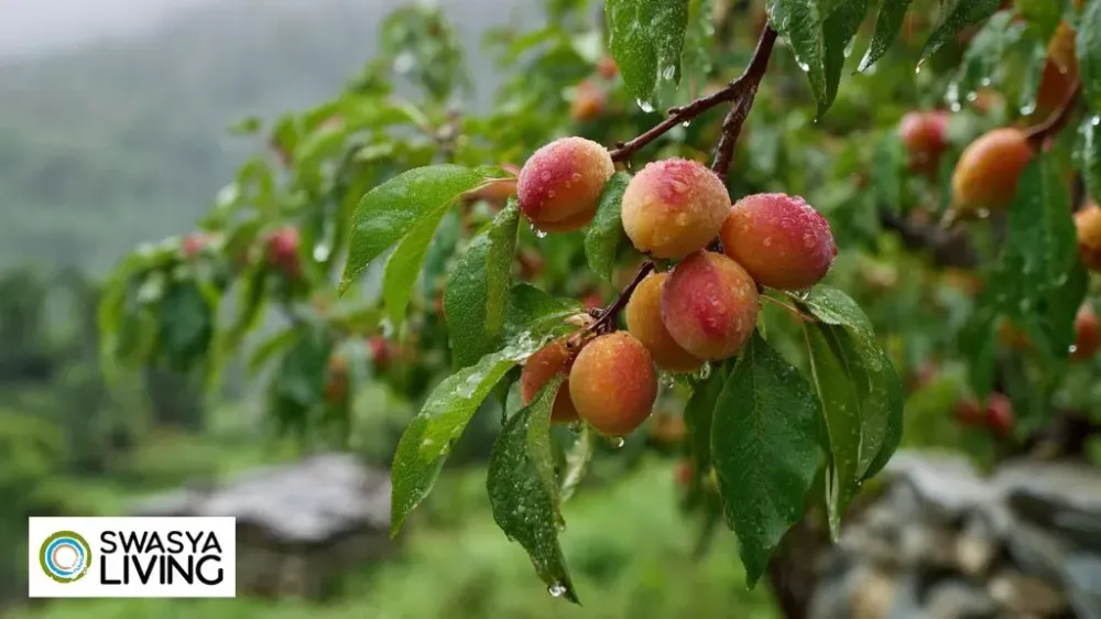 Apricot Tree Farming in India: Benefits, Varieties, Season & Profit