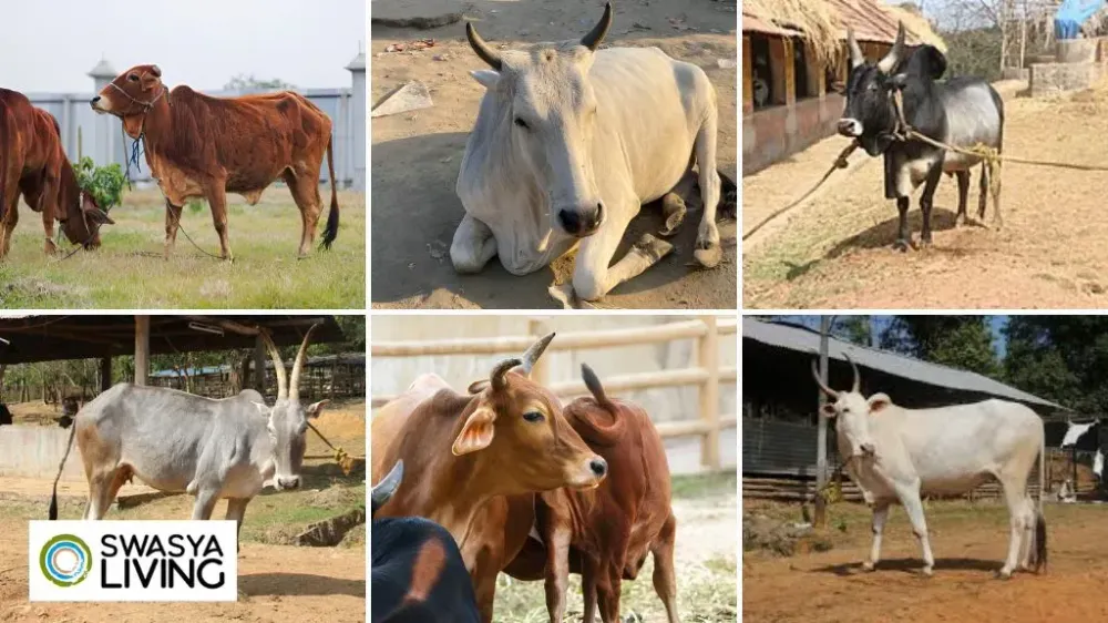 Different Types of Cow Breeds in India: Indian Cattle Breeds & Desi Cow Varieties