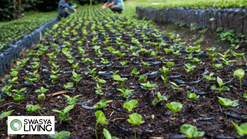 How to Grow a Coffee Plant: Brew Joy from the Soil Up!