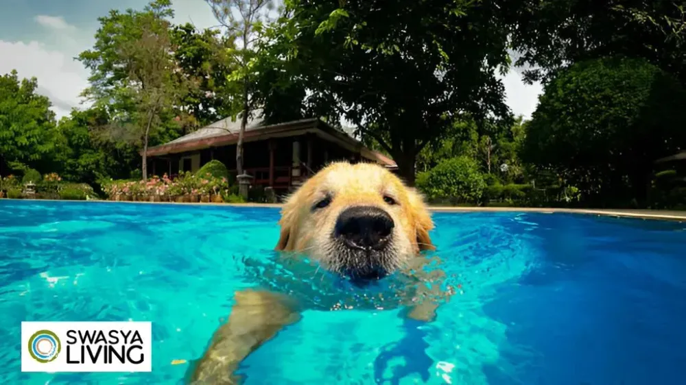 Pet Pools: The Ultimate Splash for Your Furry Friends