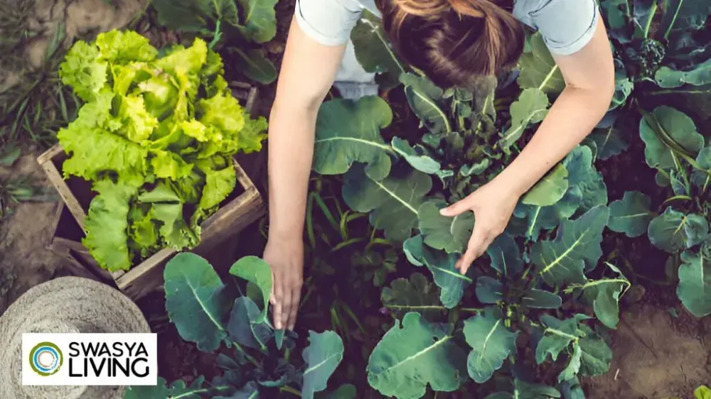 7 Simple Tips for Growing Healthy Crops at Home