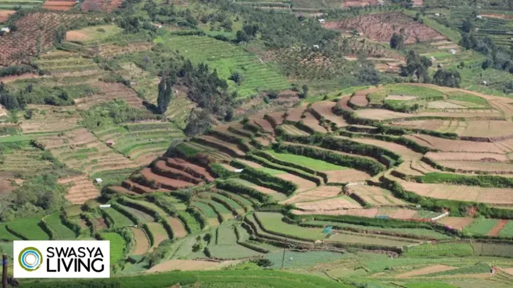 Terrace Farming in India: Meaning, Types, and Benefits of Step Farming