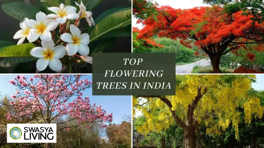 Top 15 Flowering Trees in India with Names and Pictures| Swasya Living
